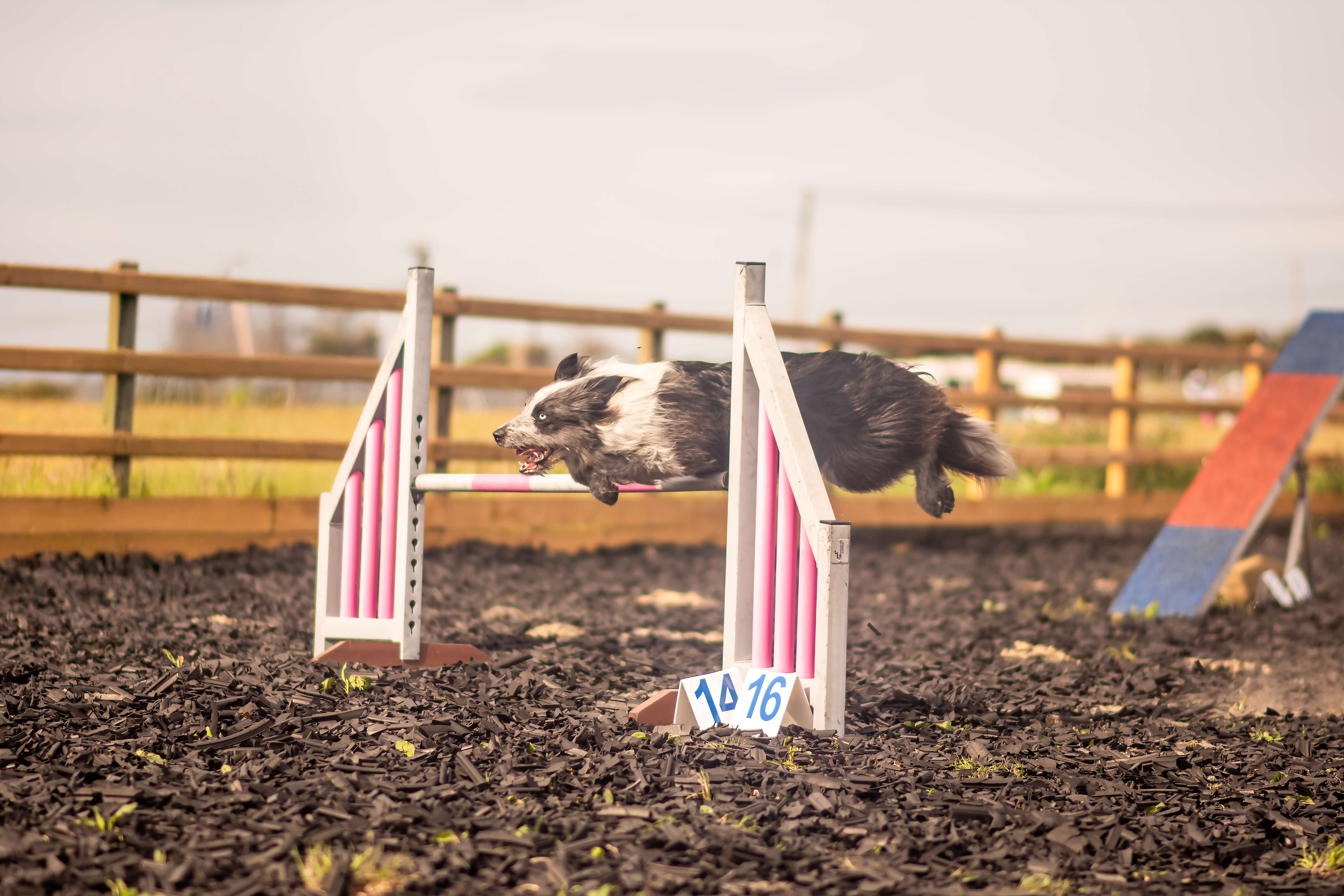 Nimue jumping during training